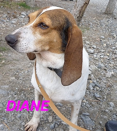 DIANE - x beagle  8 ans - Chenil Refuge de DIGNE (04) DIANE%25252004%252520FEVR%2525202010%252520VISAGE%252520SUPER%252520POUR%252520SITE