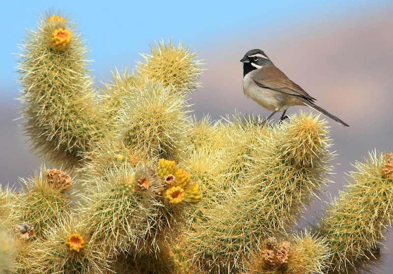 IMAGE: https://lh5.googleusercontent.com/-j4CeulWT1so/T3uIDG9xLLI/AAAAAAAA8e8/89w52PCQAbQ/s800/WS_101627r.jpg