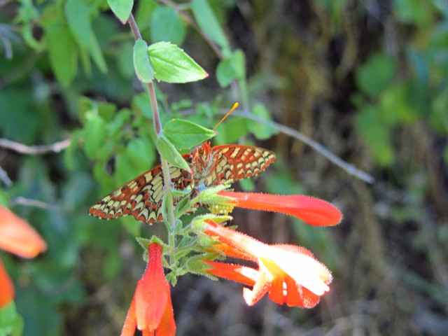 butterfly laying eggs on the underside of a flower