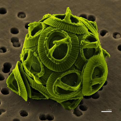 Algae Biofuel