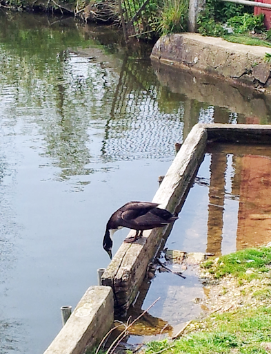 A duck on Sandon pond