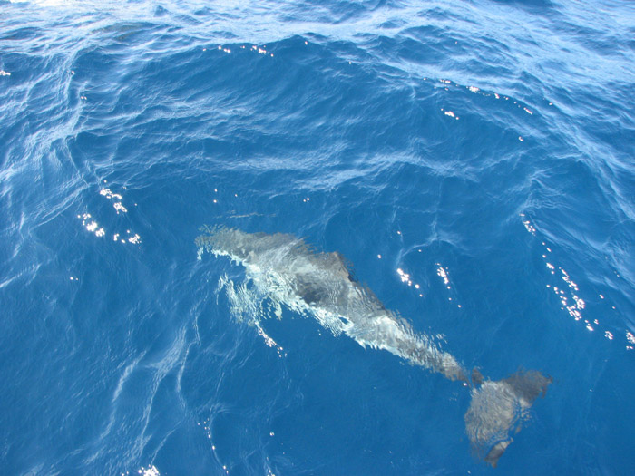 delfini-1.jpg