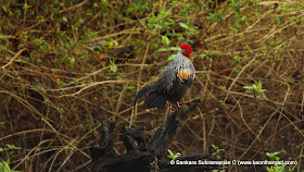 Grey Junglefowl - one early morning at Nagarhole National Park - 2