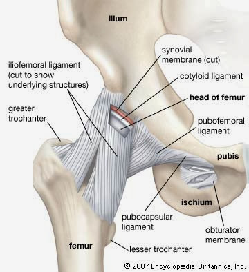 Image result for iliofemoral ligament 中文