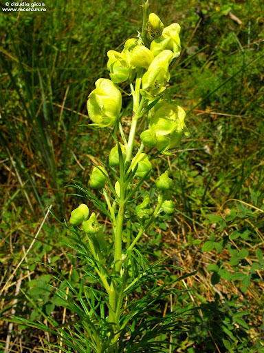 Omag Galben (Aconitum anthora)