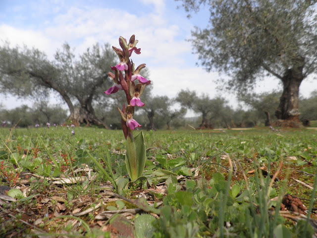 Orquídeas silvestres en Extremadura, Naturaleza-España (4)