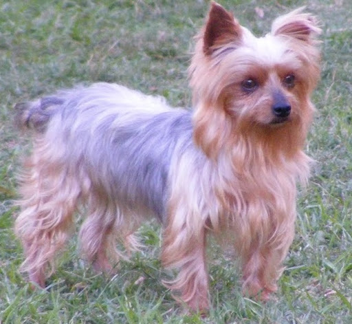 Peanut