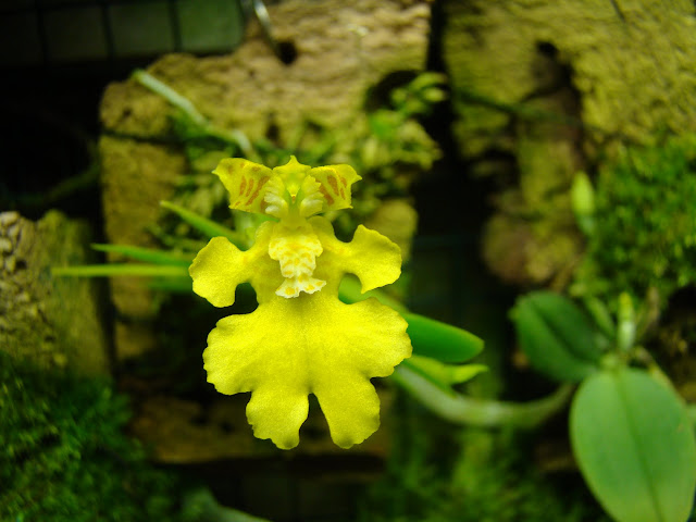 Erycina (Psygmorchis) pusilla DSC09010