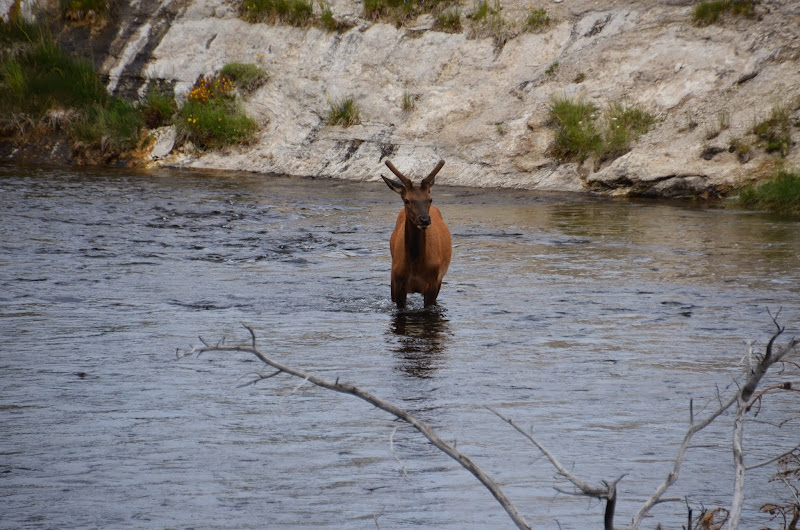 yellowstone fairy falls