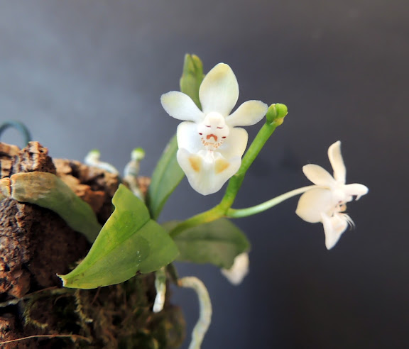 Phalaenopsis thailandica DSCN0316