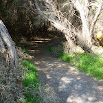 Track towards Henry Head (309182)