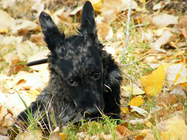 DSCF8009.JPG