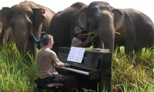 Video : 象とベートーヴェン