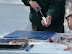 Filleting the humble herring