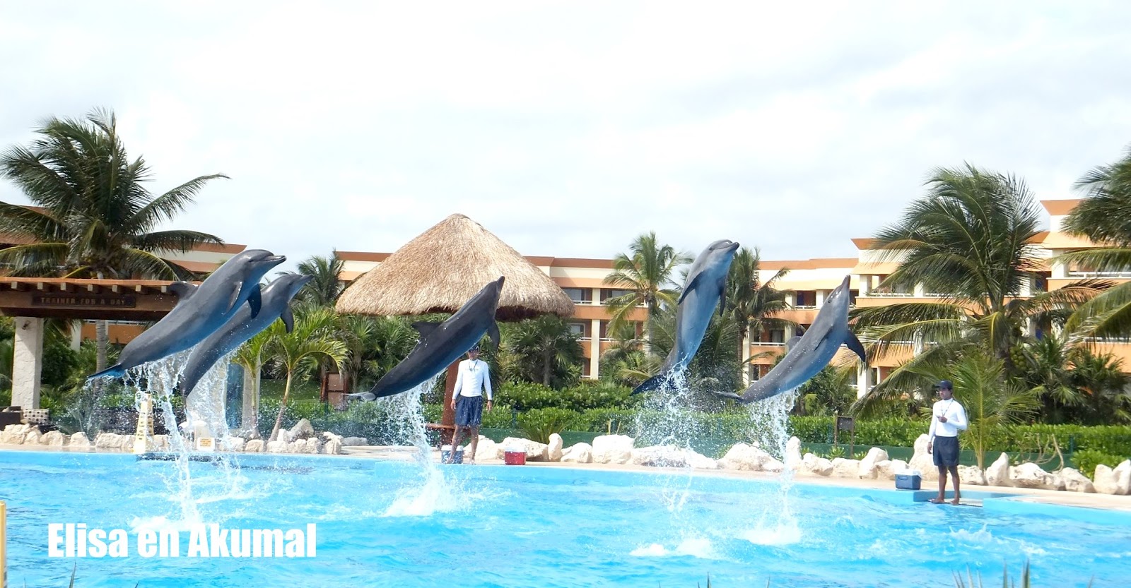 Amigos en México, Delfines, Hotel Bahía Príncipe Tulúm Akumal