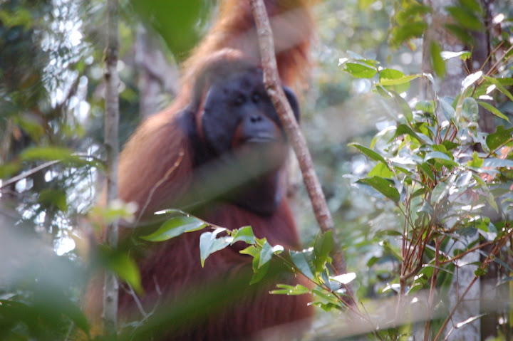 Orangutanes (2-4 De Agosto 2007) - Experiencia En Indonesia (2007) (4)