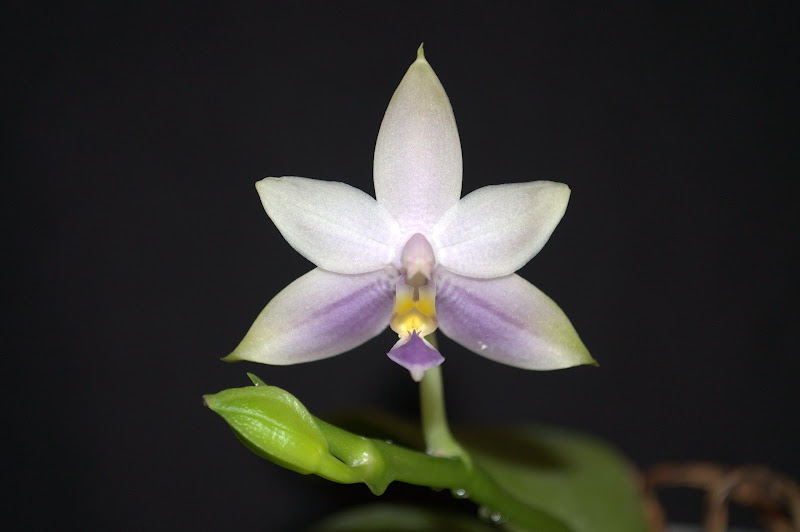 Phalaenopsis violacea var Malaysia 'Blue' DSC_0005