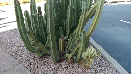 Radisson Hotel Phoenix Airport, Phoenix, AZ