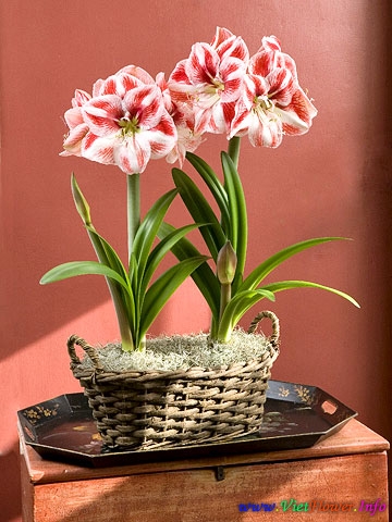 LAN HUỆ, TUYẾT HUỆ (TỨ DIỆN), Amaryllis/ Lily belladonna