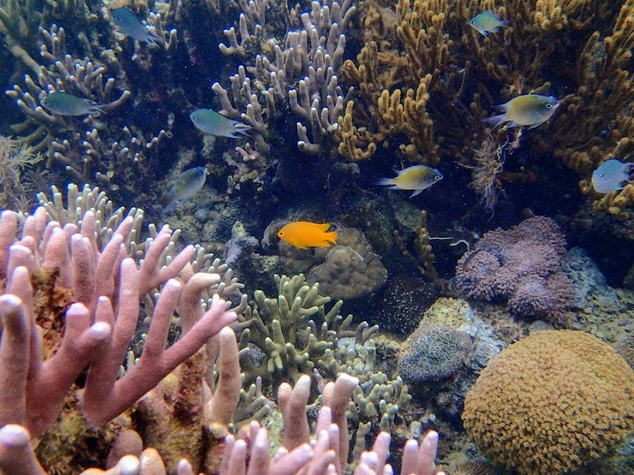 Pomacentrus moluccensis (Lemon Damselfish), Lusong Island, Coral Garden Reef, Palawan, Philippines.
