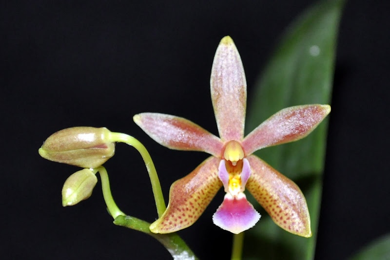 Phalaenopsis Linda Cheok CSC_0005