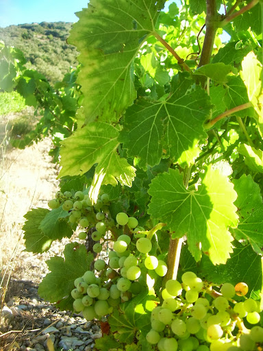 Grapes from the vineyard