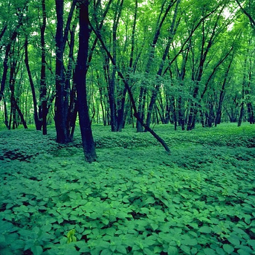 Mississippi River Islands Scientific and Natural Area (SNA)