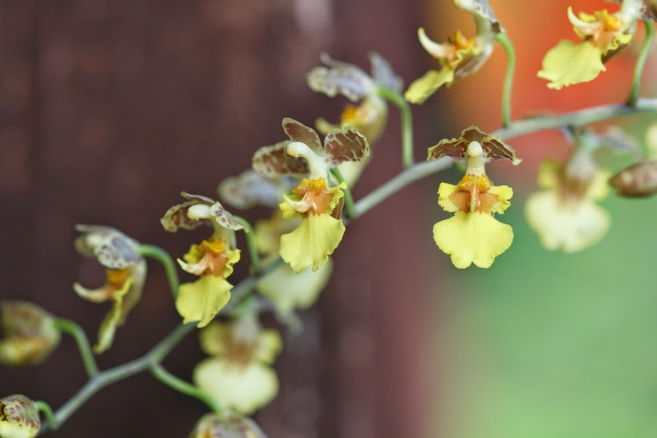 Oncidium unicorne IMG_2029