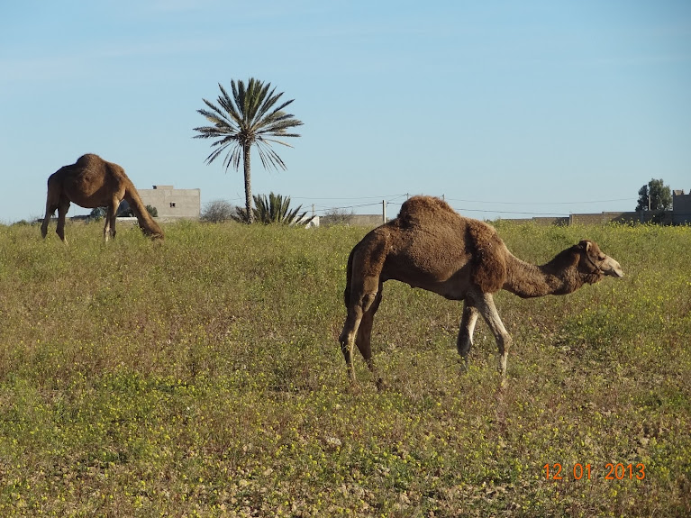 Por Marrocos e Mauritãnia, a queimar Pneu e Gasolina  - Página 2 DSC05495