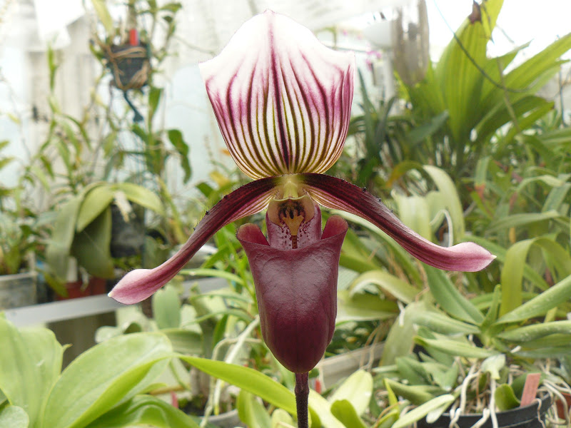 Paphiopedilum barbatum P1030373