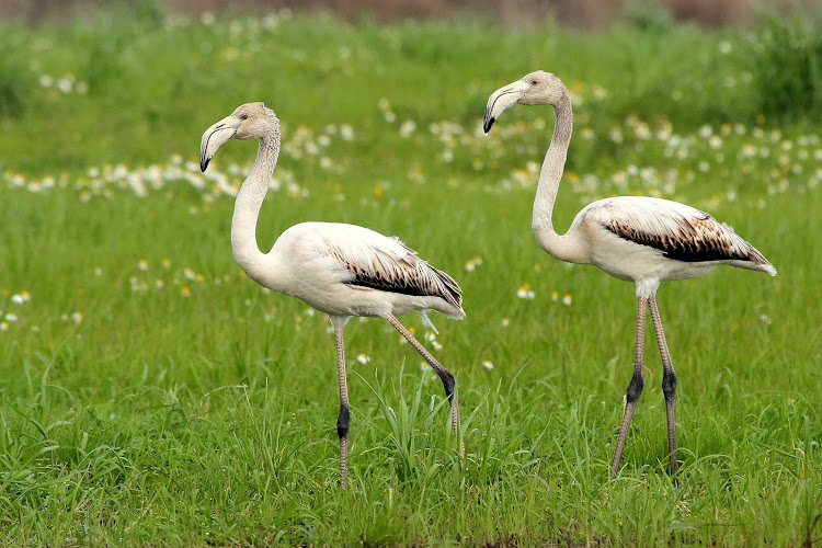 Flamingos (Phoenicopterus roseus) Flamingo+2014-02-02-11-08+2400x1600