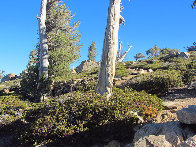 Limber Pine Bench