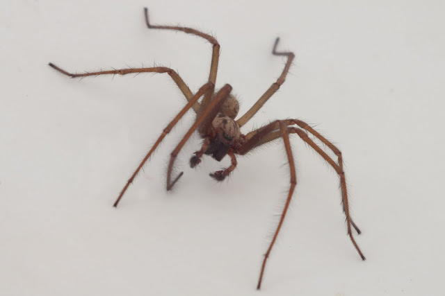 Spider Captured and Released