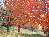 Fall Color