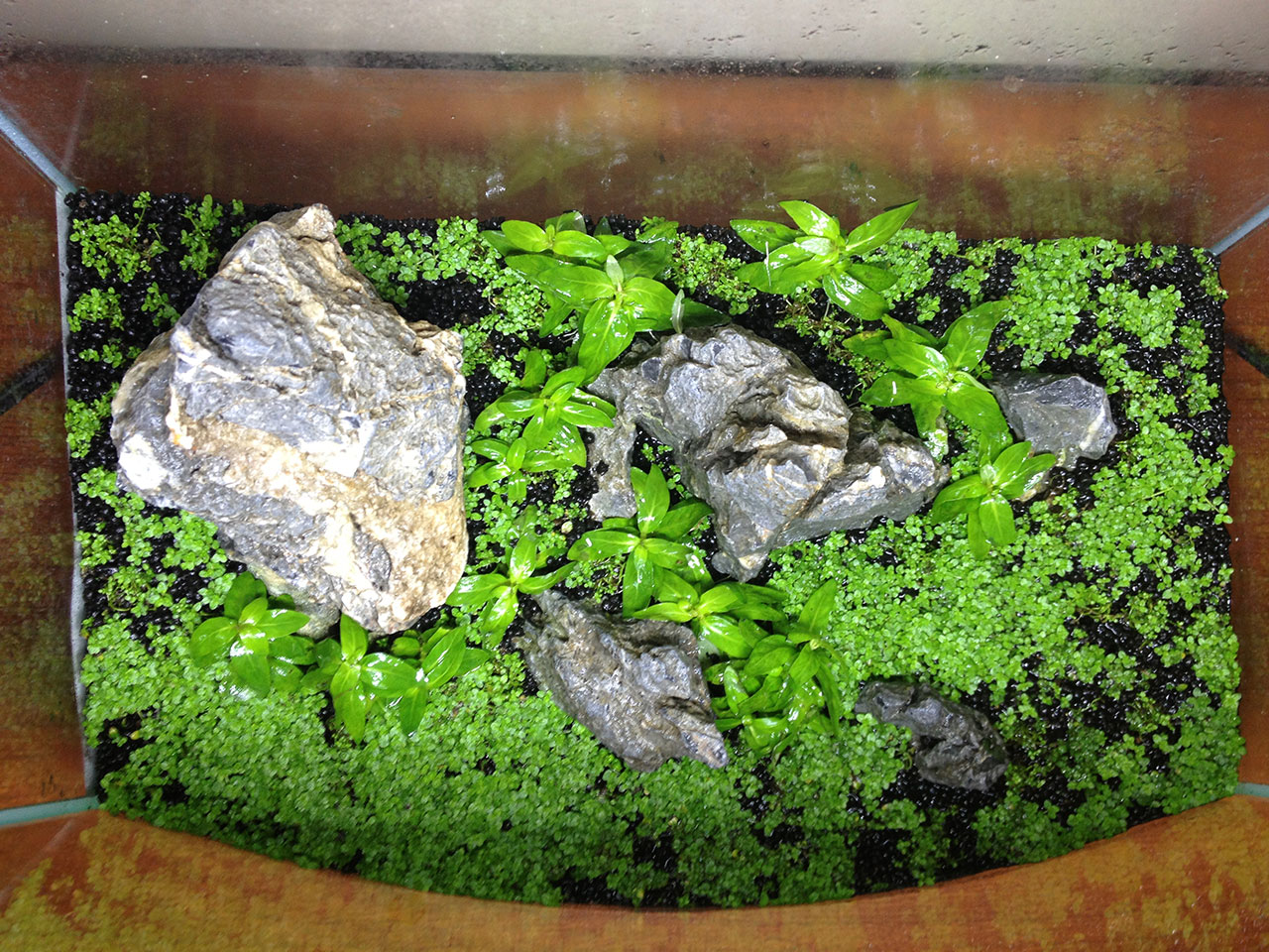 Office Nano: 3 Gallon Iwagumi (coming to an end) | The Planted Tank Forum