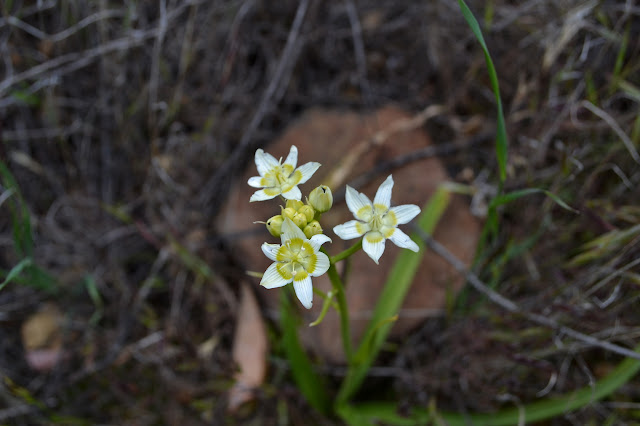 yellow and white blooms