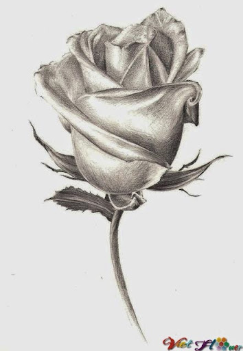 hoa hồng bằng bút chì