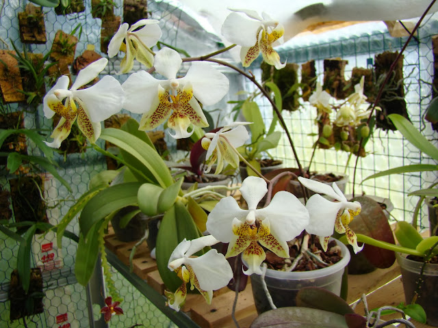 Phalaenopsis stuartiana DSC00766