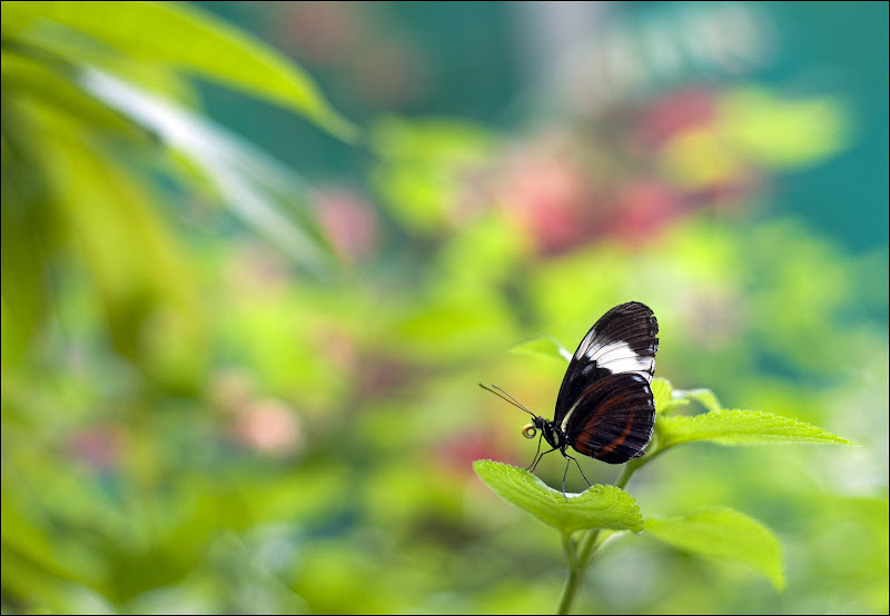 Butterfly island DSC_88299