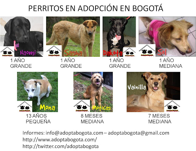 Perritos en adopción en Bogotá