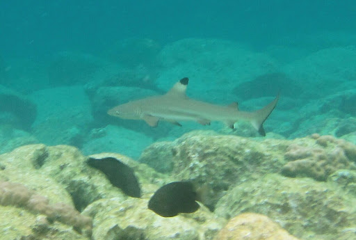 Sambawan Dive Camp & Beach Resort