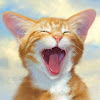 Ze Gato
