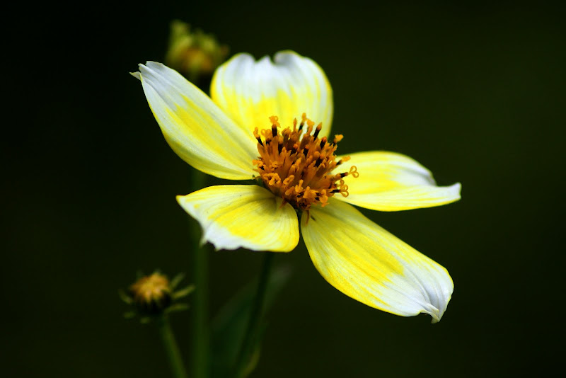 Uma pequena flor amarela