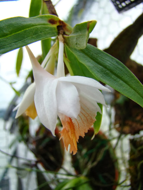 Dendrobium chapaense DSC00265