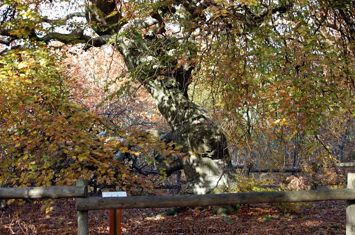 Forêt Domaniale de Verzy