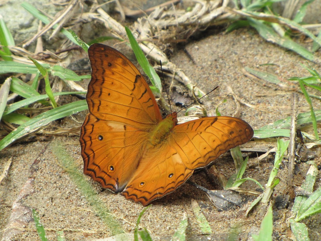 Papillons de l'ile de Sumatra IMG_2890