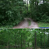 Before and after photos of the progress I have made removing honeysuckles with the Honeysuckle Popper from the woods in my front yard.