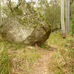 Large rock by the track on the way to Monkey Face cliff in the Watagans (323303)