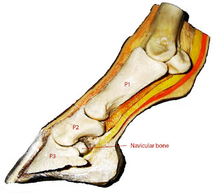 It's Quarters for Me: Optimal hooves: Basic anatomy