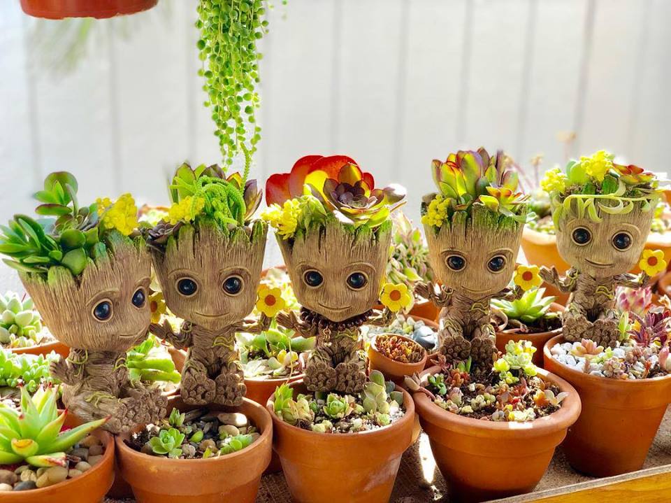 Succulents in Baby Groot containers